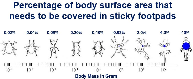 Percentage body mass with adhesive pads