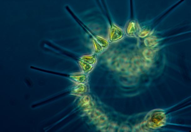 Phytoplankton