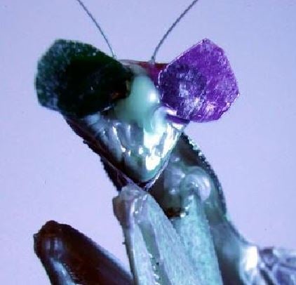 Praying mantis in 3D vision experiment wearing tiny glasses