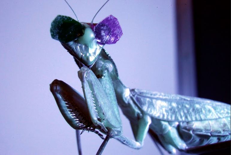 Prying mantis wearing 3D specs in 3D vision experiment