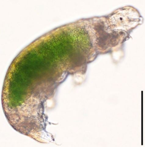 Revival of tardigrade after being frozen for 3 decades