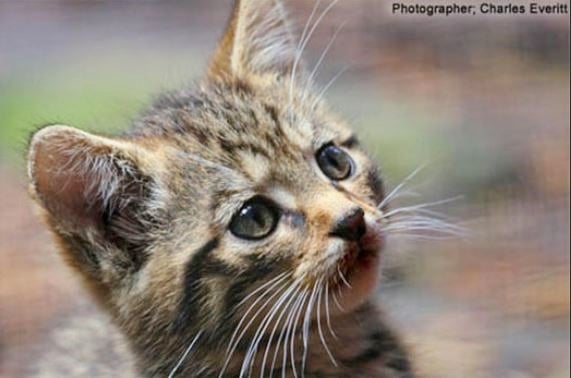 Scottish Wildcat kitten