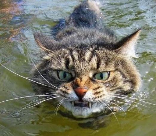 Scottish wildcat is a swimmer