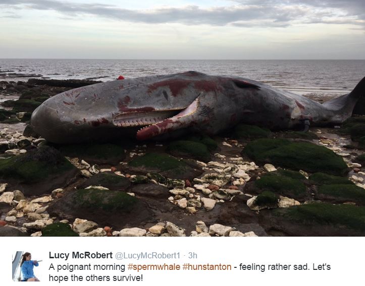 Sperm Whale died during the night