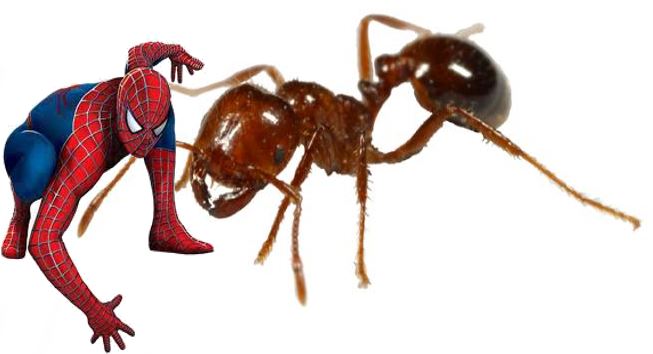 Spiderman size of an ant
