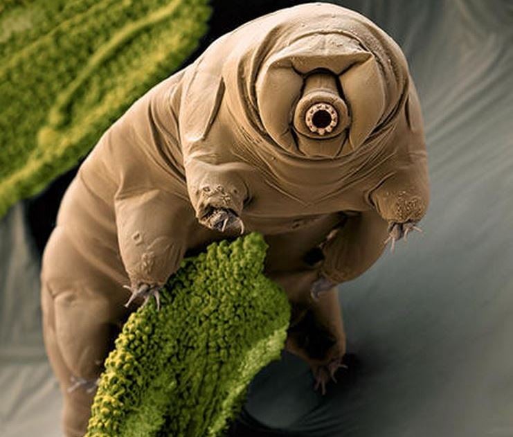 Tardigrade is an extremophile