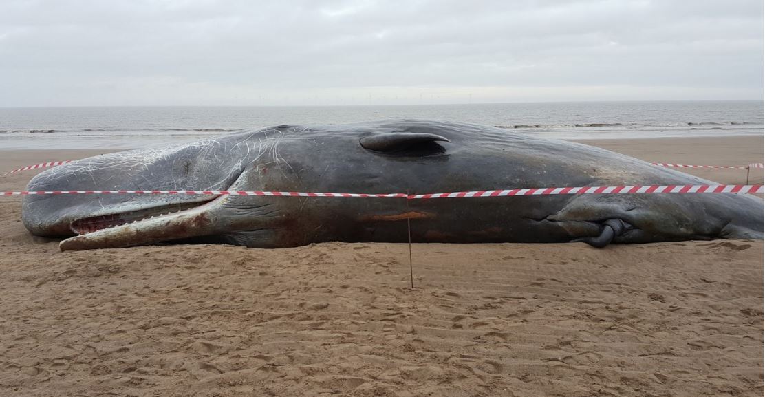 Third dead whale found on beach