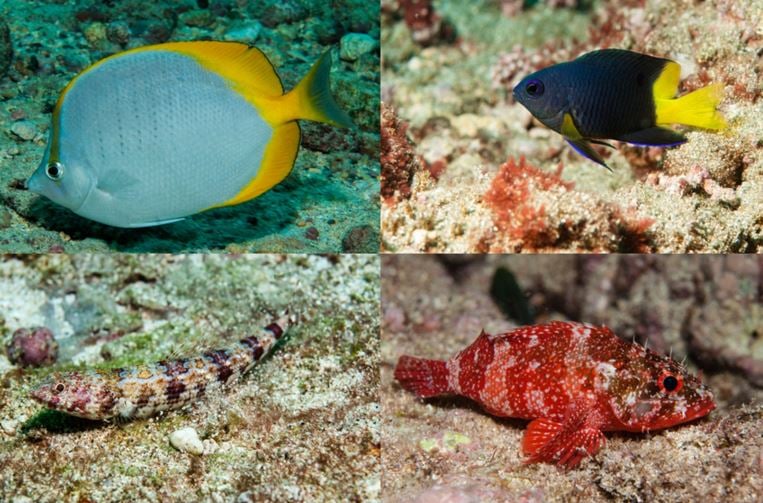 Types of fish around Ascension Island