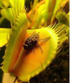 Venus flytrap attracting a fly