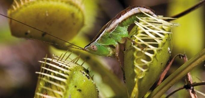 Venus flytrap attracting an insect