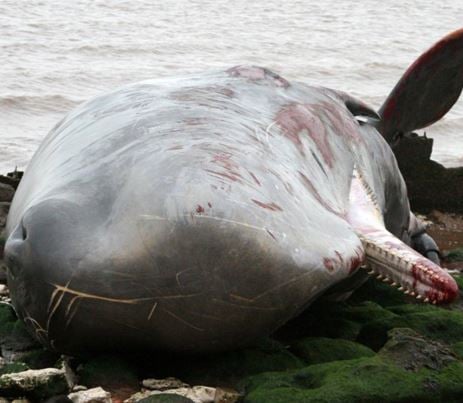 Whale died on beach