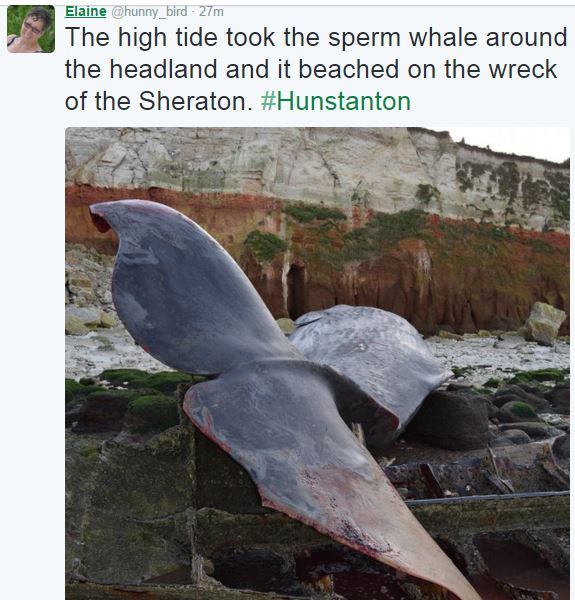 Whale washed onto the beach