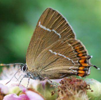 White Letter Hairstreak rare UK butterfly