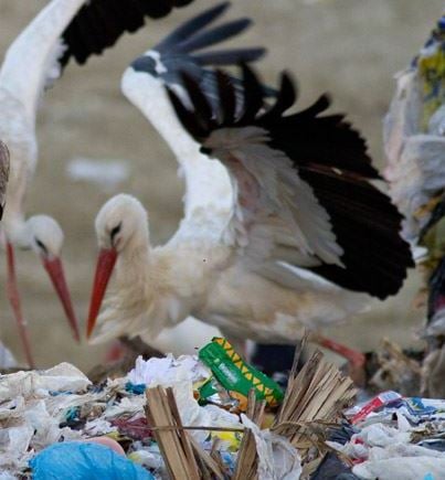 White Storks not bothering to migrate with so much food in rubbish dumps