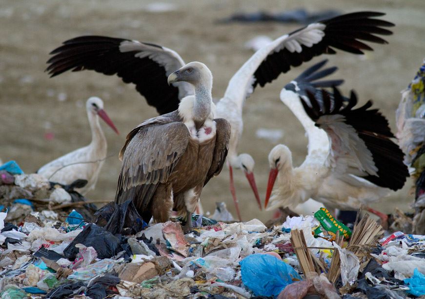 White storks and vulture feeding on a rubbish dump