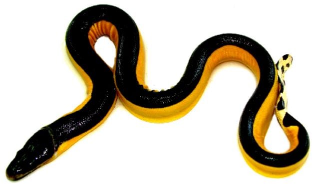 Yellow bellied sea snake with black top and yellow sides and underbelly