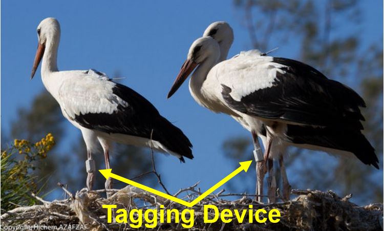 Young White Storks with tagging device fitted