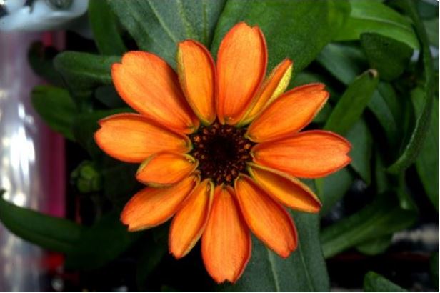 Zinnia flower blooms in ISS