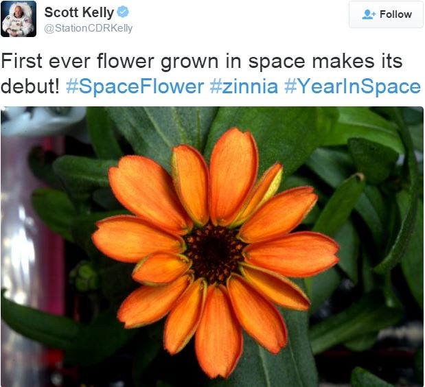 Zinnia flower in full bloom in space