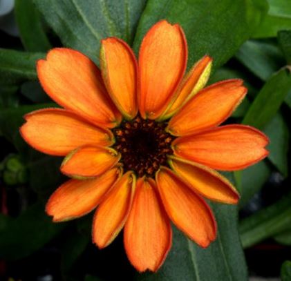 Zinnia flowers growing in space first one