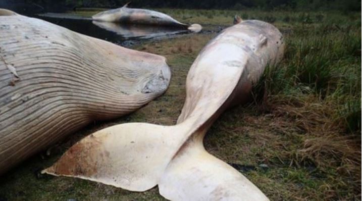 huge whale stranding in Chile