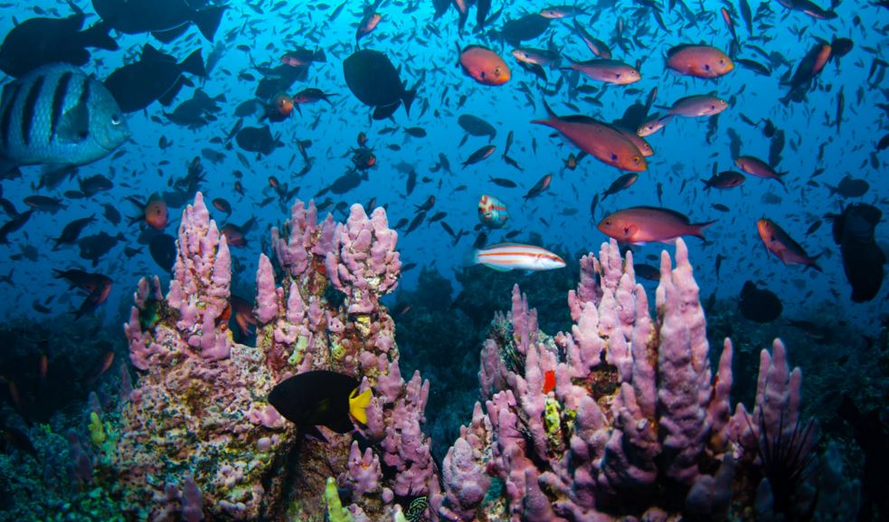Marine reserve to protect biodiversity