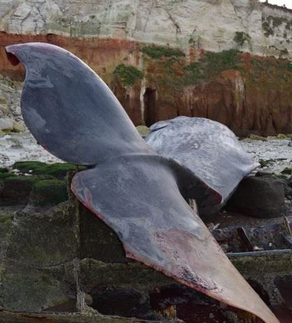 sperm whale died on beach in Norfolk