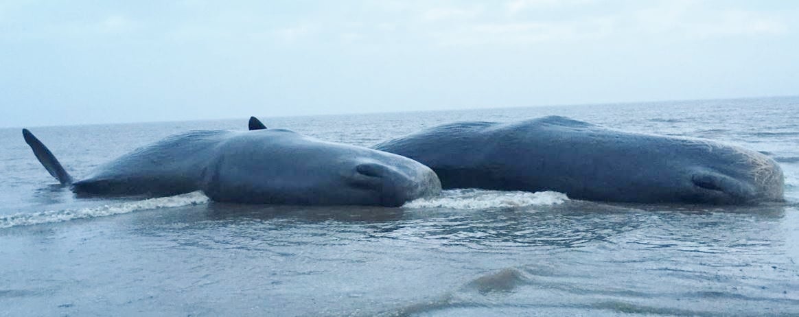 two dead whales washed up on the beach