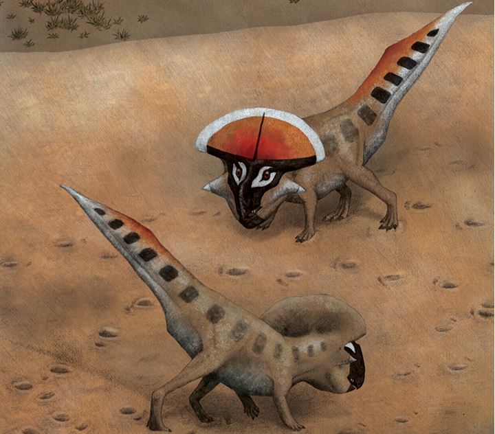 Protoceratops frills sexual display