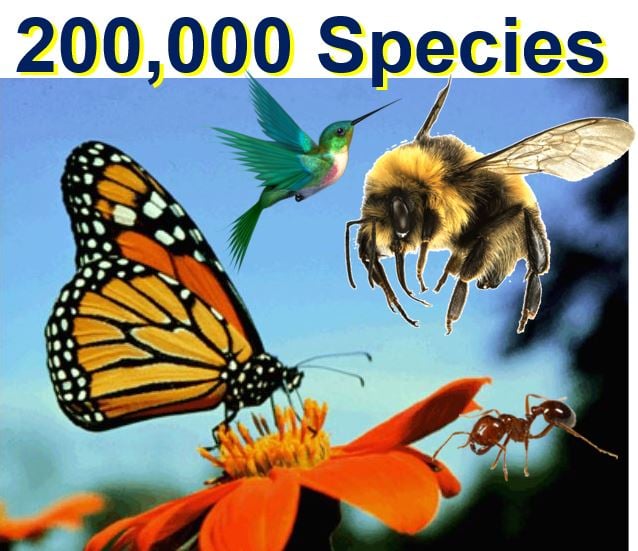 200000 species are pollinating animals