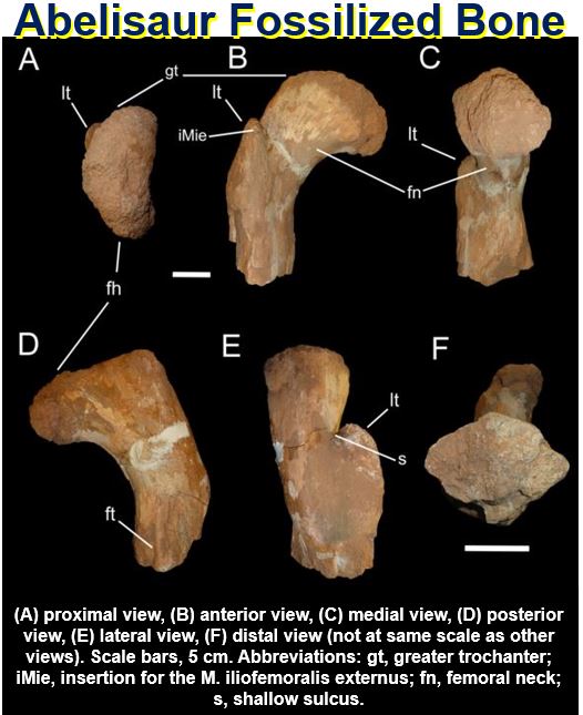 Abelisaur fossilized bone