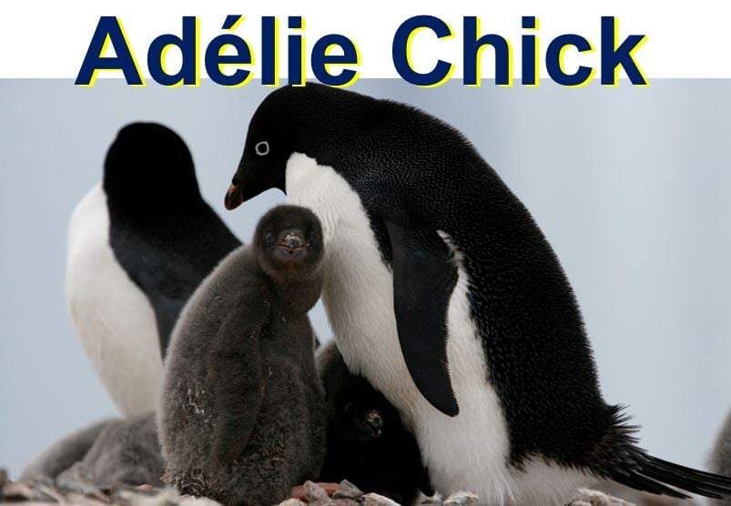 Adelie penguin chick