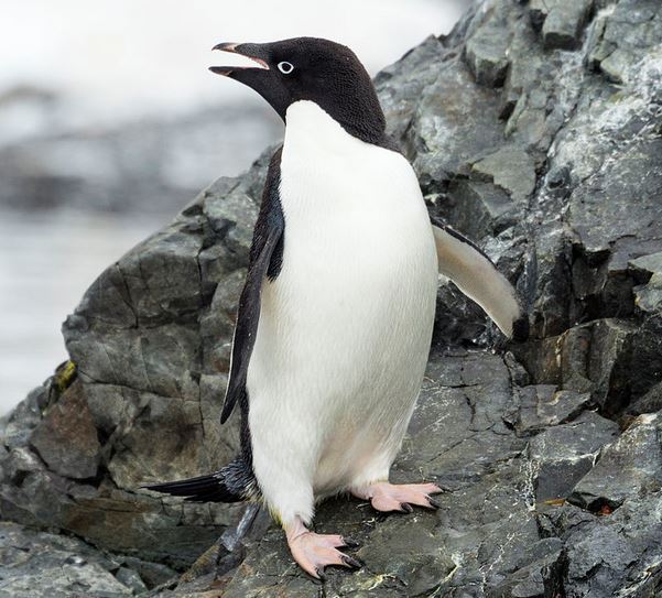 Adelie penguin