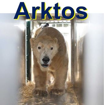 Arktos the male polar bear everyone hopes will mate