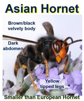 Asian Hornet invasion of Europe threatens our honeybees