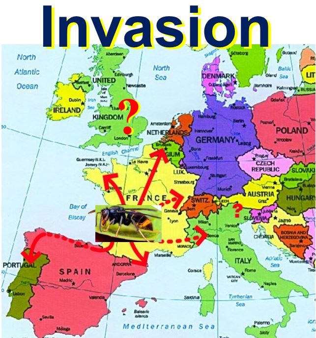 Asian Hornet invasion of Europe
