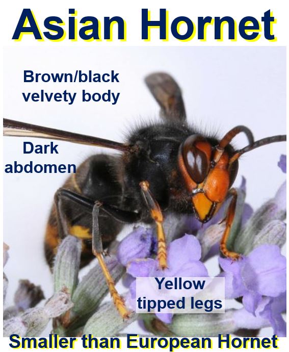 Asian Hornet