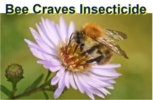 Bee craves insecticide