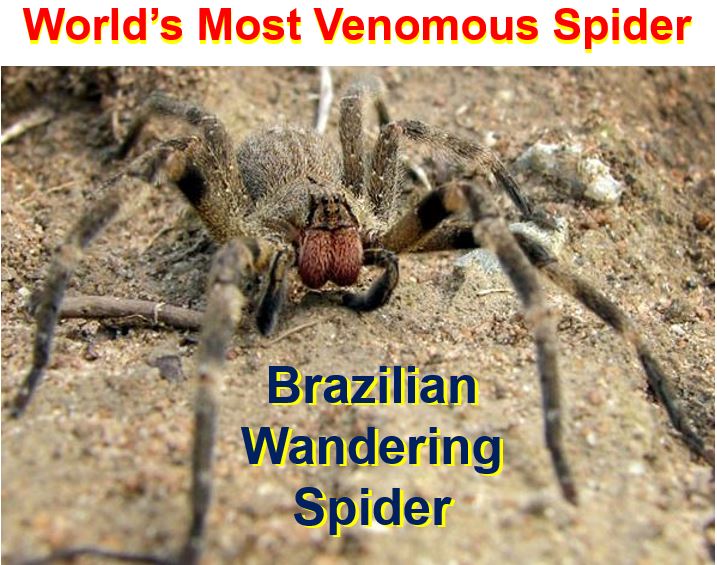 Brazilian Wandering Spider