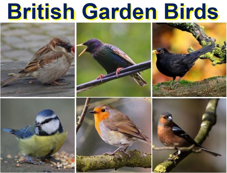 British garden birds