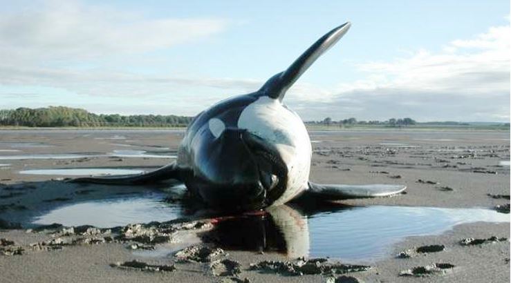 Dead Killer whale on beach