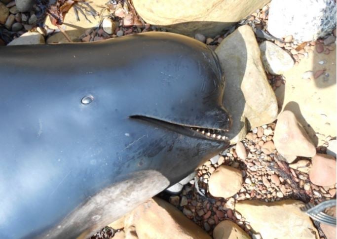 Dead pilot whale in Fife