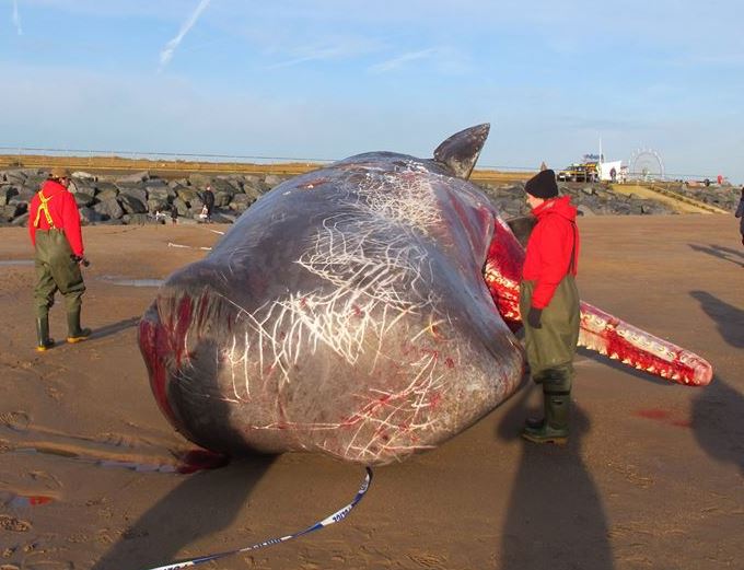 Dead sperm whale in Lincolnshire