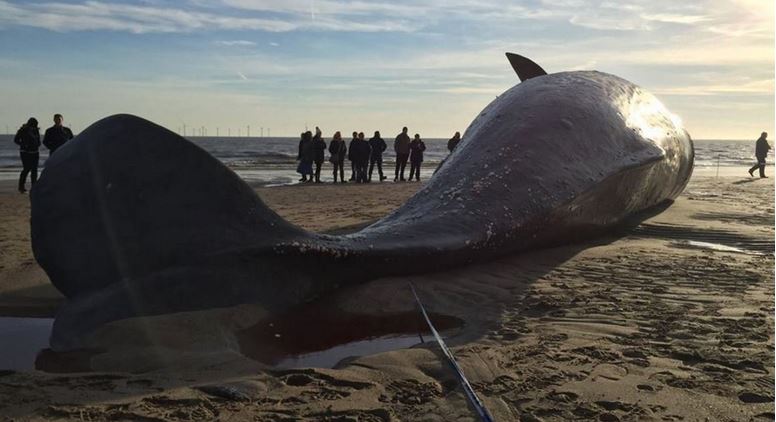 Dead whales found along coast of UK