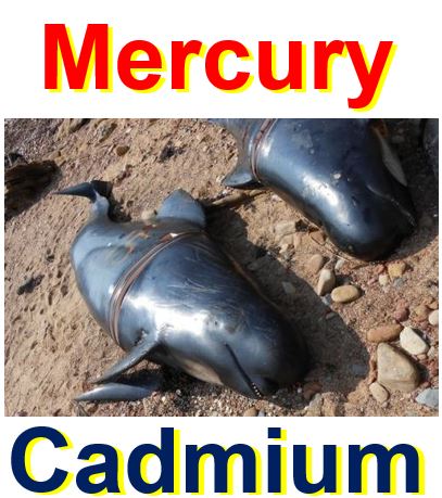 Dead whales had high levels of mercury and cadmium