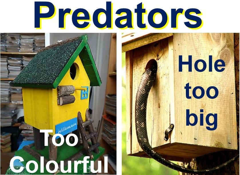 Do not make nest box attract predators