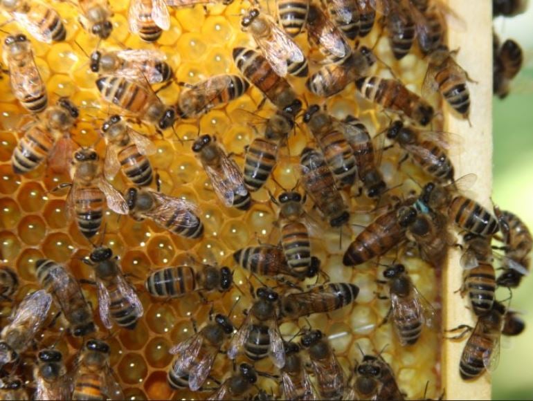 European Honeybees