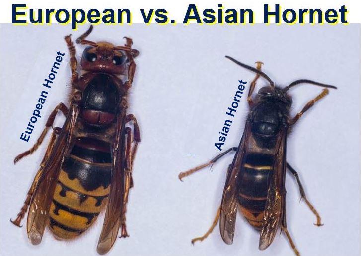 European Hornets are bigger than their Asian cousins