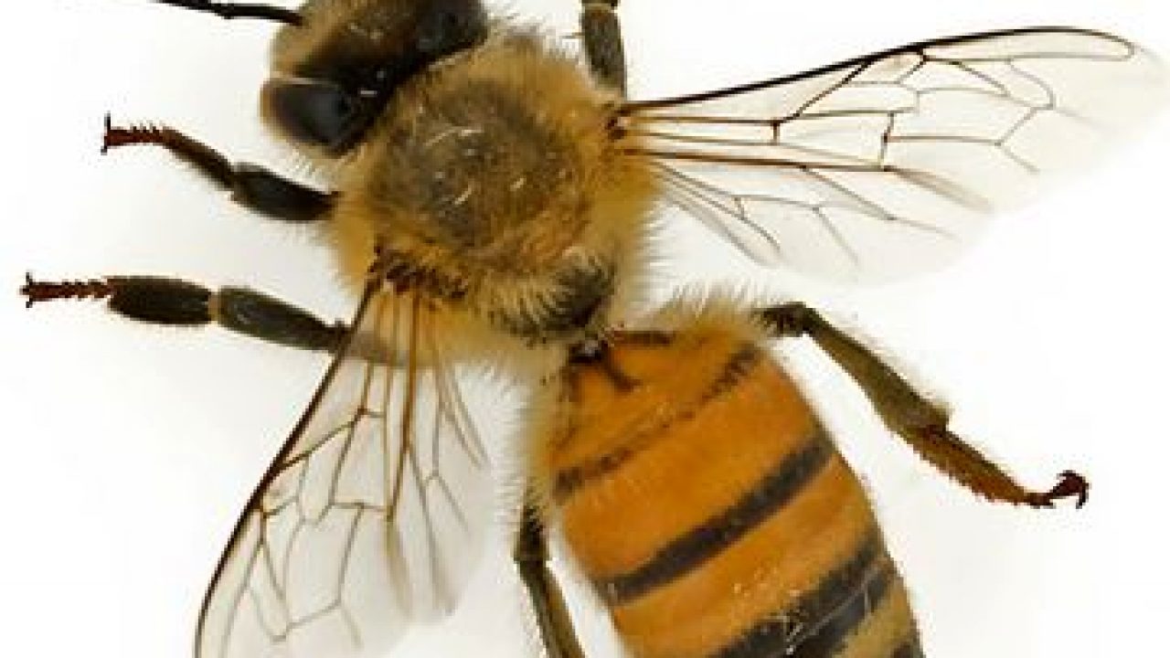 Какие отношения между крапивницей и пчелой. Пчела АПИС Меллифера. Веспа аффинис. Меллифера Муха пчела. Пчела вид сверху.