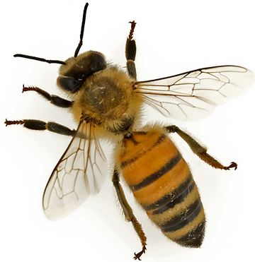 European honeybees the main cause of global pandemic